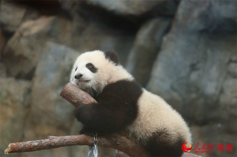 香港首对龙凤胎大熊猫宝宝亮相及征名活动启动2月15日，香港海洋公园为首对龙凤胎大熊猫宝宝举行亮相仪式，庆祝其半岁生日