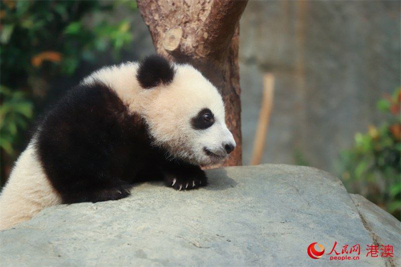 香港首对龙凤胎大熊猫宝宝亮相及征名活动启动2月15日，香港海洋公园为首对龙凤胎大熊猫宝宝举行亮相仪式，庆祝其半岁生日